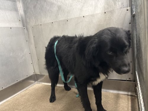 PEPPER - Border Collie available for adoption