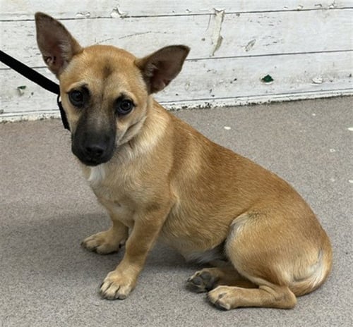 CAROLINE - Chihuahua available for adoption
