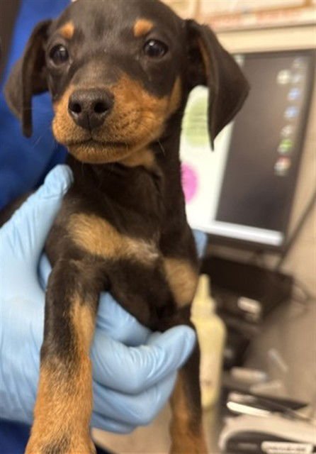 EREN - Chihuahua available for adoption