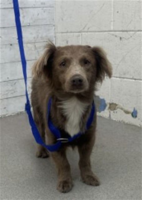 CHASE - Cocker Spaniel available for adoption