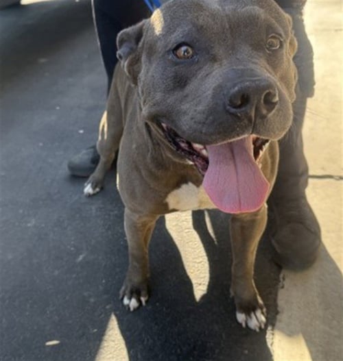 PITBULL - Pit Bull Terrier available for adoption