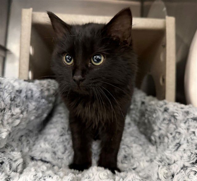 CHAI - Domestic Medium Hair available for adoption