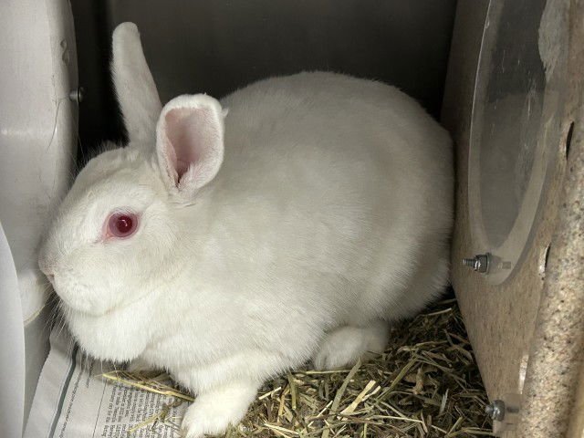 SNOWBALL - Shorthaired Rabbit available for adoption