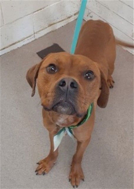 ACE - Pit Bull Terrier available for adoption