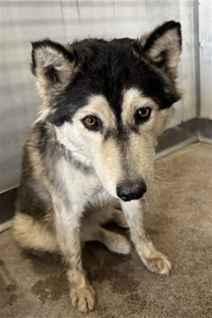 TEDDY - Siberian Husky available for adoption