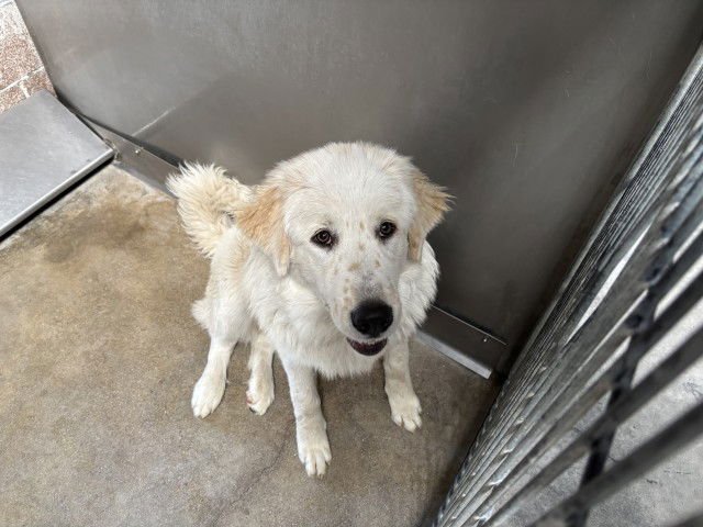 DOG - Great Pyrenees available for adoption
