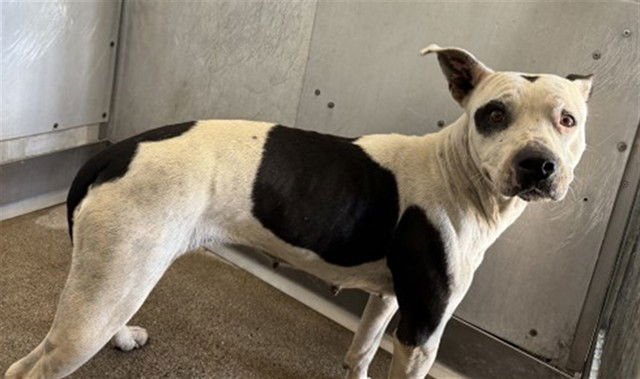 OREO - Pit Bull Terrier available for adoption