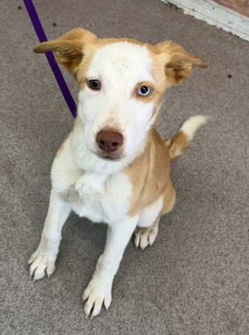 TY - Labrador Retriever available for adoption