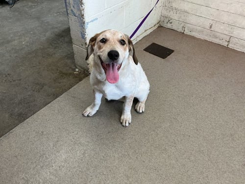 SANDI - Australian Cattle Dog/Blue Heeler / Beagle available for adoption