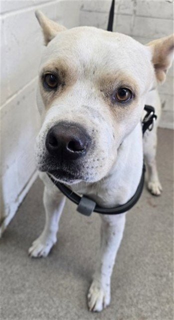 LEDGER - Pit Bull Terrier available for adoption