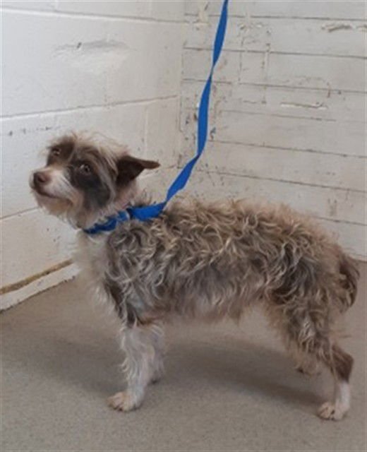 AVA - Terrier / Chihuahua available for adoption