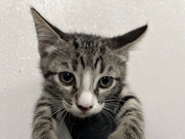 A589121 - Domestic Short Hair available for adoption