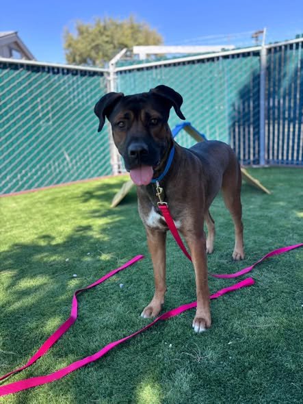 ARYA - German Shepherd Dog / Labrador Retriever available for adoption