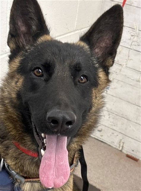 BEAR - German Shepherd Dog available for adoption