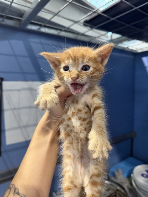 POTTER - Domestic Short Hair available for adoption