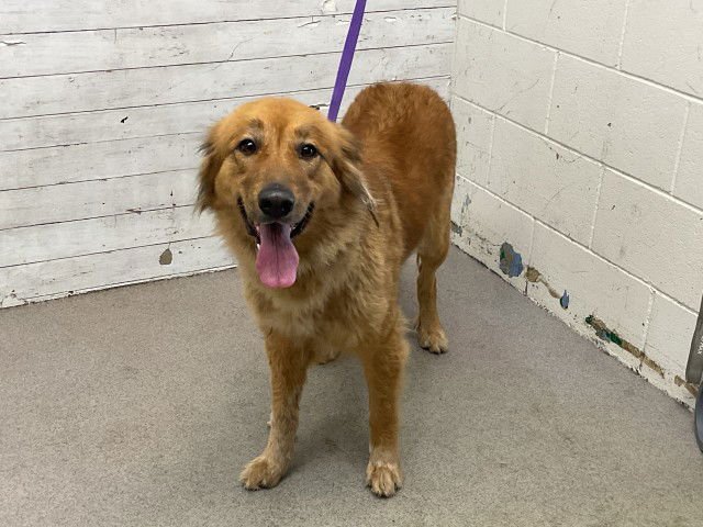 DAISY - Golden Retriever available for adoption