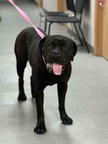 LADIE - Mastiff available for adoption