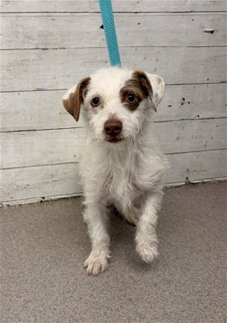 TESSA - Terrier available for adoption