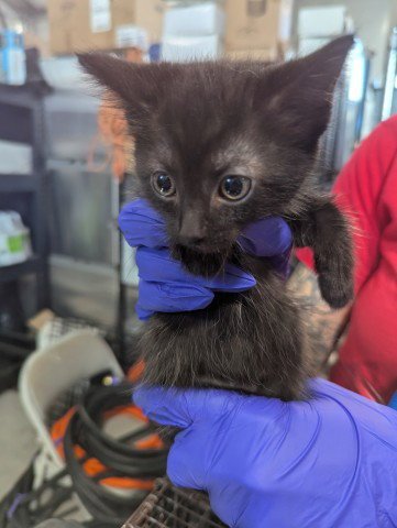 TODD - Domestic Short Hair available for adoption
