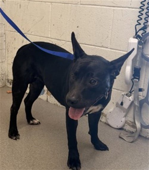 PENELOPE - Pit Bull Terrier available for adoption