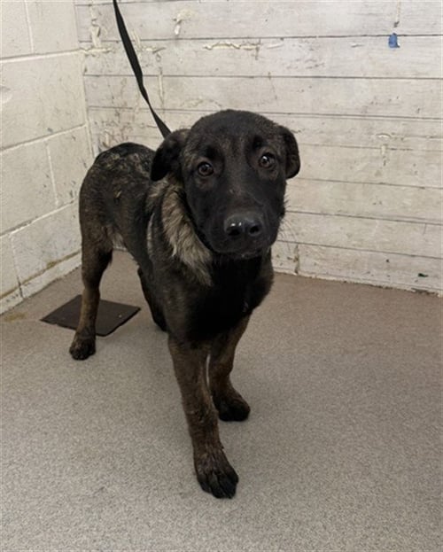 GROVER - German Shepherd Dog available for adoption