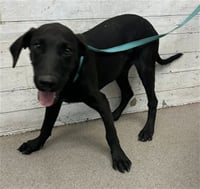 BENTLEY - Photo 1