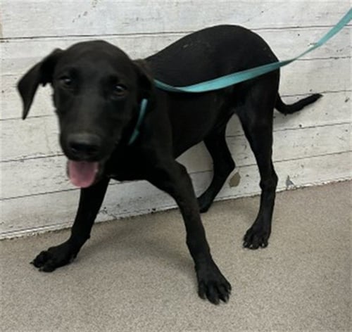 BENTLEY - Labrador Retriever available for adoption