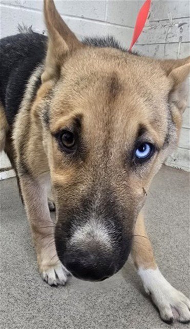 ZERO - German Shepherd Dog available for adoption