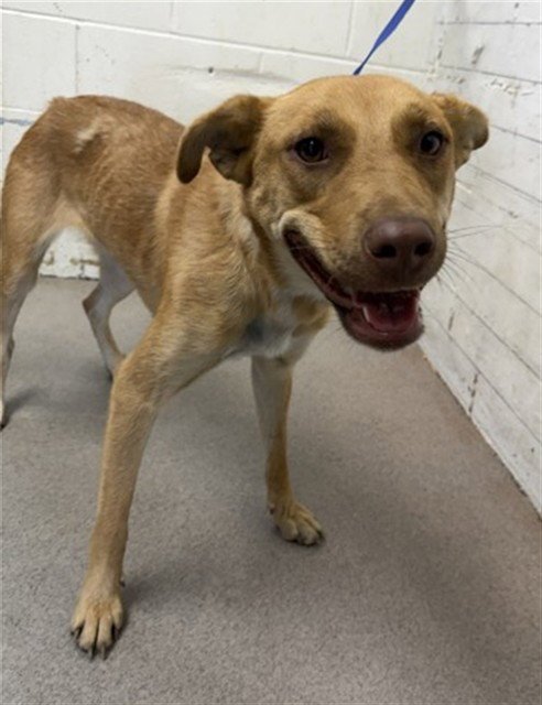 HAZEL - German Shepherd Dog available for adoption