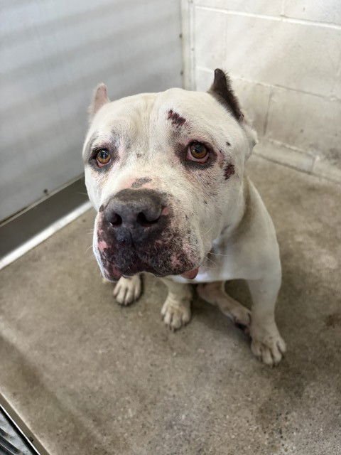 DANTE - Pit Bull Terrier available for adoption