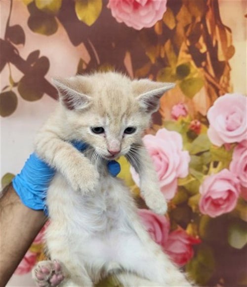 JINX - Domestic Short Hair available for adoption