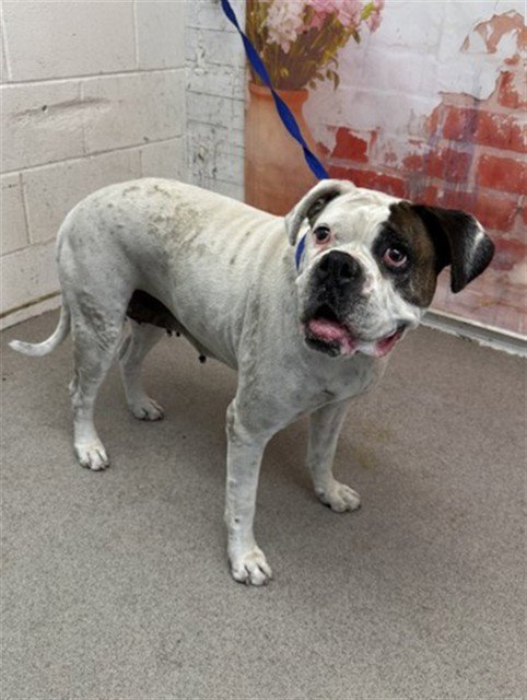 HELEN - Boxer available for adoption