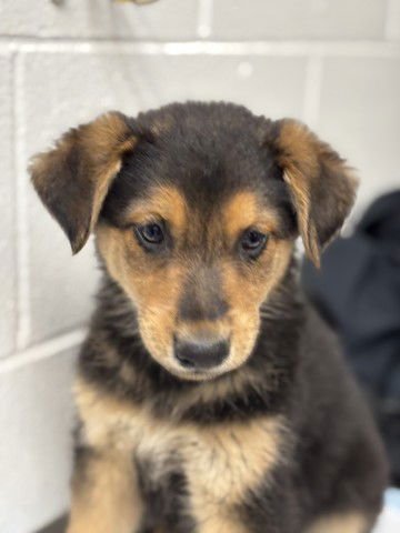 SIMON - German Shepherd Dog available for adoption