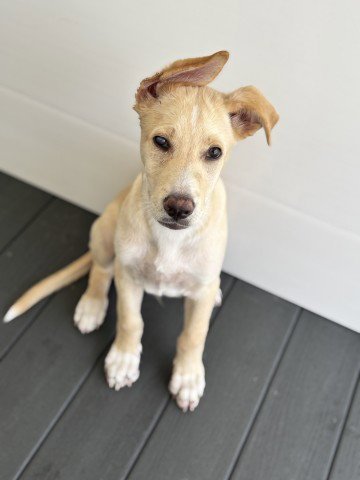 MIGUEL - Labrador Retriever available for adoption