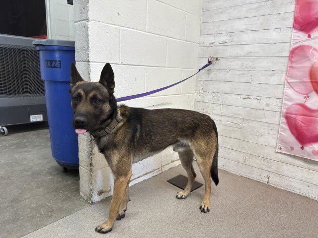 BOWSER - Belgian Shepherd Malinois available for adoption