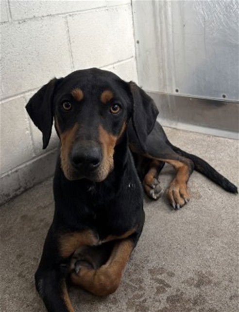 DOOBIE - Doberman Pinscher available for adoption