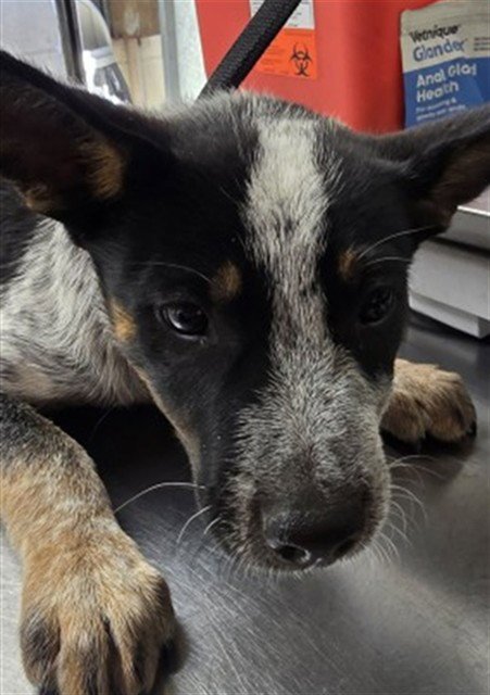 DEX - Queensland Heeler available for adoption