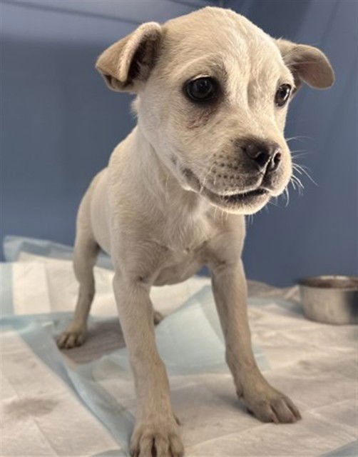 GUMDROP - Pug available for adoption