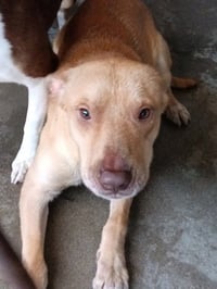 WYATT - Photo 1