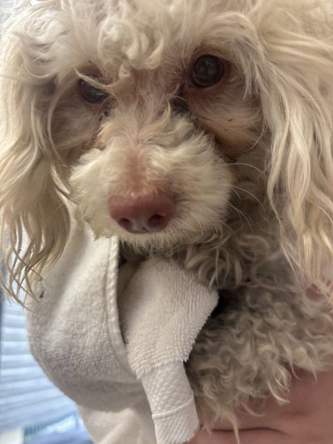 SUGAR CUBE - Poodle (Toy) available for adoption