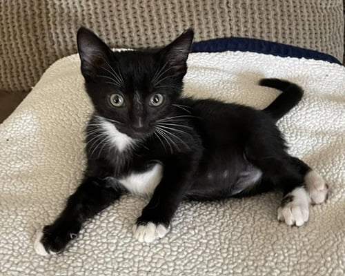LUCY - Domestic Short Hair available for adoption