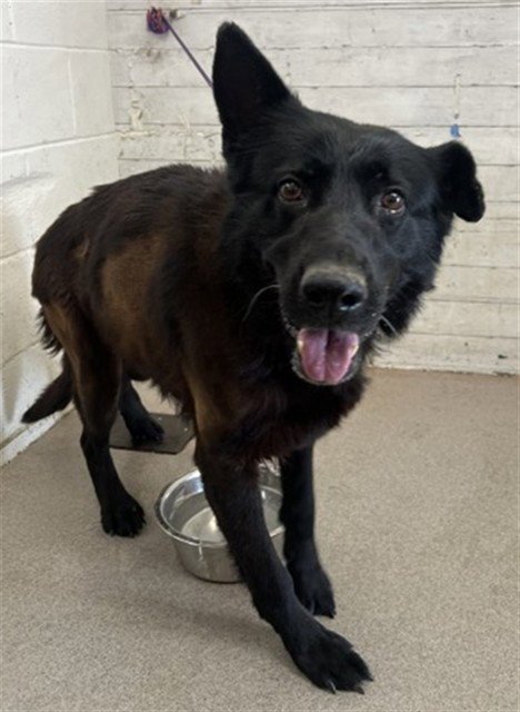 ORCHID - German Shepherd Dog available for adoption