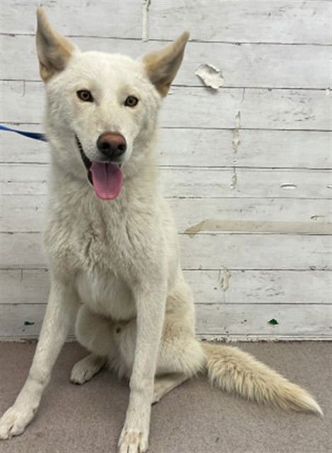 ASHTON - Siberian Husky available for adoption