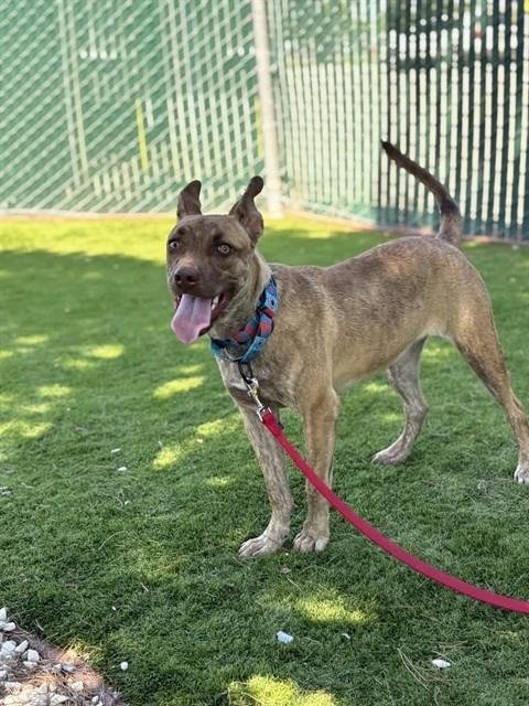 FRANCIE - Pit Bull Terrier for adoption in San Bernardino