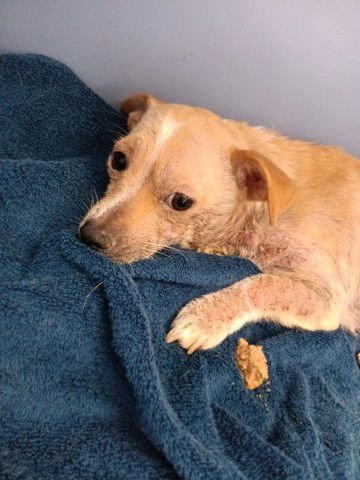 AVERY - Chihuahua available for adoption