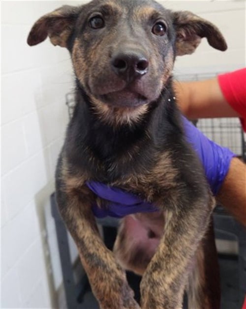 GASTON - Belgian Shepherd Malinois available for adoption