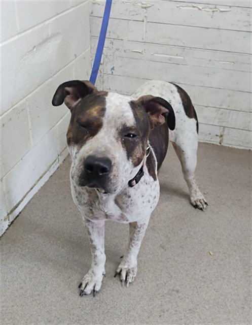 ZENON - Pit Bull Terrier available for adoption