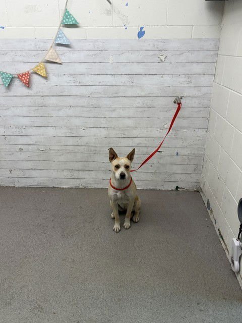 ZOEY - Australian Cattle Dog/Blue Heeler available for adoption