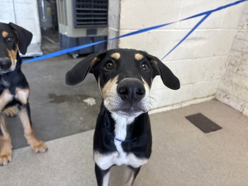 ARTHUR - Doberman Pinscher available for adoption