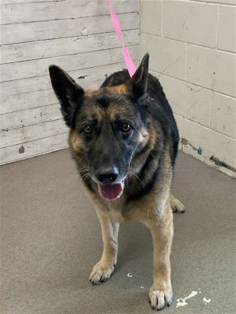 PIPER - German Shepherd Dog available for adoption